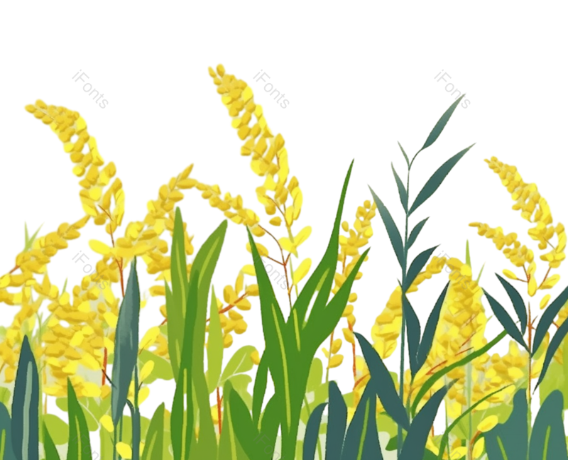 芒种图片,麦子元素,麦穗PNG,小麦免抠素材